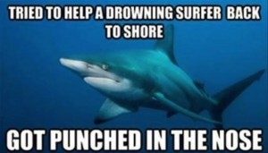 misunderstood shark