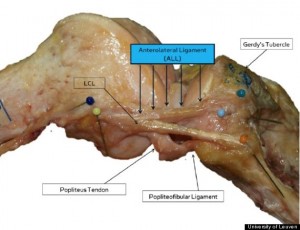 An image of a right knee following a complete dissection illustrates the  anterolateral ligament. Photo Credit: University of Leuven