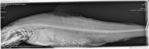 An x-ray image of the vertebral column of a Carolina hammerhead, courtesy Dr. Joseph Quattro 