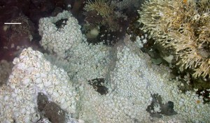 Hoff Crabs and Stalked Barnacles on the East Scotia Ridge. NERC.