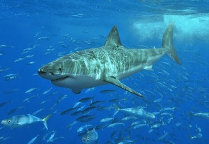 Photo of a great white shark in Mexico by Terry Goss, WikiMedia Commons. http://commons.wikimedia.org/wiki/File:White_shark.jpg