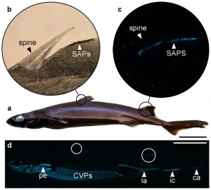 Figure 1 from Claes et al. 2013 