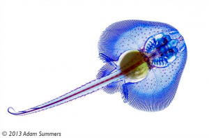 A cleared and stained little skate, Leucoraja erinacea