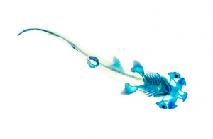 A cleared and stained bonnethead shark, Sphyrna tiburo, by Adam Summers 