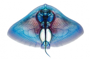 A cleared and stained smooth butterfly ray, Gymnura micrura, by Adam Summers 