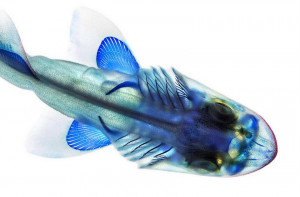 A cleared and stained leopard shark, Triakis semifasciata. Image from Adam Summers 