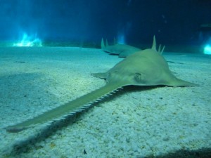 Sawfish! Image from Lorenzo Blangiardi, http://www.flickr.com/photos/blangiardi/5726113705/ 