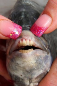 Sheepshead teeth. Image from helmblogger : http://www.flickr.com/photos/helmblogger/4463313374