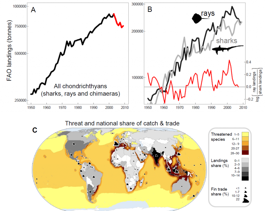 Figure 1 from Dulvy et al. 2014 shows shark and ray landings over time, as well as which nations are the largest contributors to the catch and trade of chondrichthyans. 