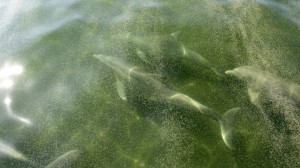 Pod of bottlenose dolphins swimming underneath oily water of Chandeleur Sound, La., May 6, 2010. Photo Credit: Alex Brandon/AP