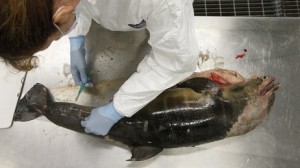 Skin sample taken from a dead bottlenose dolphin that was found on Ono Island, Ala., and brought for examination to Gulfport, Miss. Photo credit: Patrick Semansky/AP