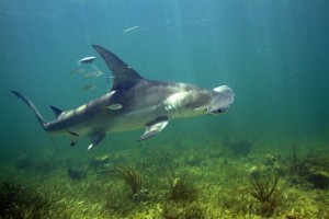 Satellite tags like this one our lab has attached to a hammerhead shark report the location of the animal. Photo credit: Dr. Evan D'Ellasandro 