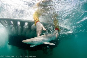 An Atlantic sharpnose shark is released by our lab's researchers 