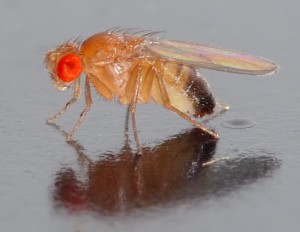 Side view of a  a 0.1 x 0.03 inch (2.5 x 0.8 mm) small male fruit fly. Credit: André Karwath