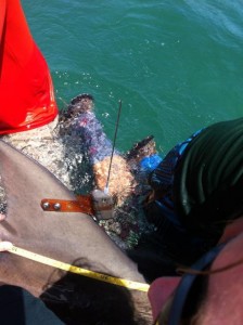 A satellite tag being attached to a bull shark