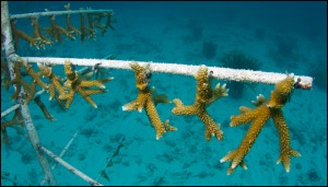 Small colonies of staghorn coral outplanted in a nursery. Photo courtesy Dr. Diego Lirman.