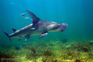 One of our satellite-tagged hammerhead sharks. Photo credit Dr. Evan D'Allessandro 