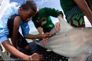 A high school student gets to interact with a large blacktip shark