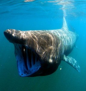 Basking Shark. Photo by NOAA.