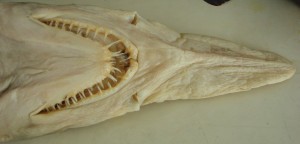 The bottom view of a goblin shark's head and mouth, photo by Charlott Steinberg.