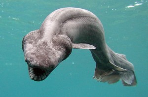 Frilled Shark. Image via National Geographic.