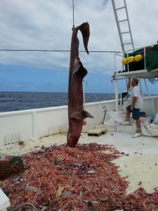 Photo by Carl Moore, courtesy NOAA 