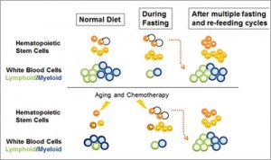 Conceptualization of the influence prolonged fasting has to promote stem cell regeneration and reverse immunosuppression. (Photo credit: Cheng et al. 2014)