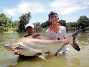 A giant pangasius, one of the Endangered species of fish that is targeted by trophy fishermen. Photo by user GV_Fishing, WikiMedia Commons