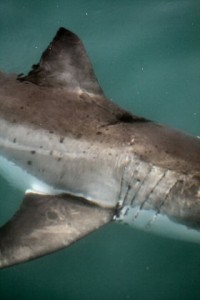 Prop, recovering from a boat strike. http://www.dict.org.za/blogs/2010/06/first-study-of-shark-wound-healing/