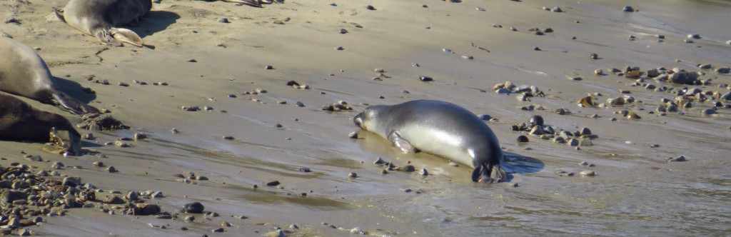 Elephant seal. Image by author. 