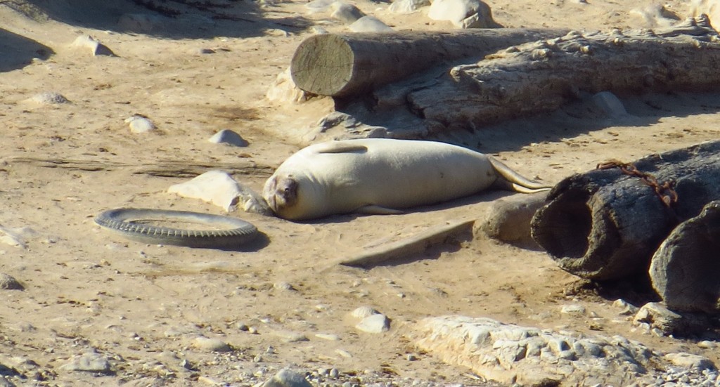 This is an incredibly satisfied elephant seal lying amid beach trash. Photo by author.