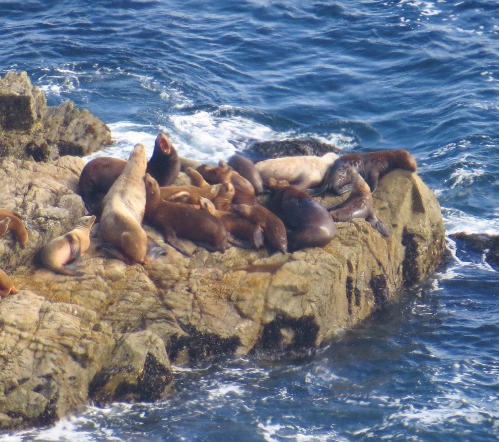 Sea Lions fight at Point Reyes. Photo by author.