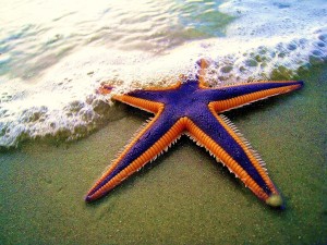 Royal starfish (Astropecten articulatus) on the beach. (Photo credit: TheMargue - http://www.fotopedia.com/items/flickr-2884079538)