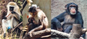 Left to right: the African green monkey source of SIV, the sooty mangabey source of HIV-2 and the chimpanzee source of HIV-1 Photo Credit:  Graham Colm