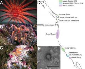 The sea star death march: A) A healthy sunflower sea star B) An infected sea star C) A sea star goo pile D) Disease occurrence E) The viral culprit  (Photo Credit: Hewson et al., PNAS)