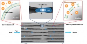 Illustration of delivery hypothesis whereby the rapid deformation of a cell, as it passes through a microfluidic constriction, generates transient membrane holes.  (Photo credit: Sharei et al. 2013, PNAS)