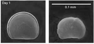 Pacific Oyster Larvae developed under favorable carbonate conditions (left) and under less favorable conditions (right). (Photo credit: Waldbusser et al. 2014 [Nature])