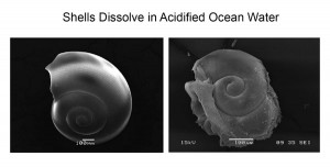 Healthy Pretopod shell (left) and degraded Pteropod shell due to ocean acidification (right). (Photo credit: NOAA [climate.gov])