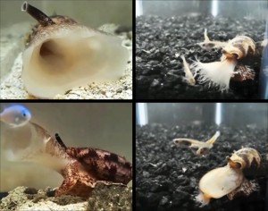The cone snail, C. geographus attacking a fish in sequence (sequence: top left, bottom left, top right, bottom right). (Photo credit: Jason Biggs and Baldomero Oliver)