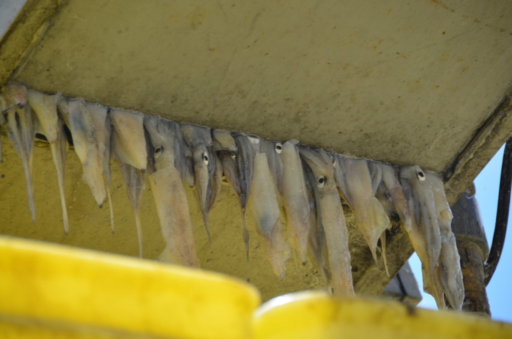 Market squid drying. Photo by Stacy Aguilera 