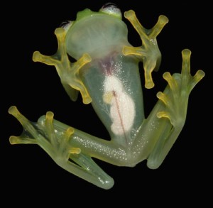 Glass frogs are tanslucent, so their organs are visible. (Photo credit: Brian Kubicki)