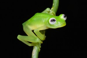 A new species of glass frog named Hyalinobatrachium dianae. (Photo credit: Brian Kubicki)