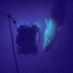 Sperm whale captured at 598 meter (1,962 ft) depth by the ROV Hercules. (Photo Credit: Ocean Exploration Trust)