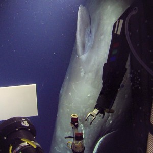 Sperm whale captured at 598 meter (1,962 ft) depth by the ROV Hercules. (Photo Credit: Ocean Exploration Trust)