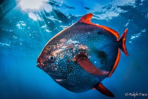 Opah off the coast of southern California. (Photo credit: Ralph Pace Photography)