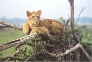 This is not Cecil the lion. I shot this lioness in 2000 in Tanzania... with a digital camera. 