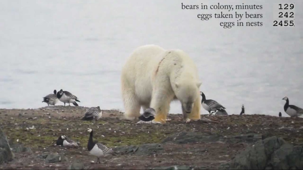 polar-bears-eating-eggs