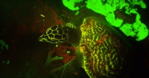 Fluorescing hawksbill sea turtle. (Photo credit: David Gruber, of City University of New York)