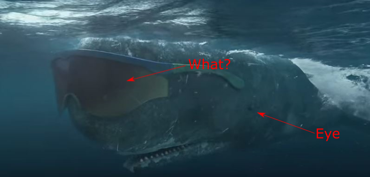 Figure 1. The actual location of a Sperm Whale's eye. 
