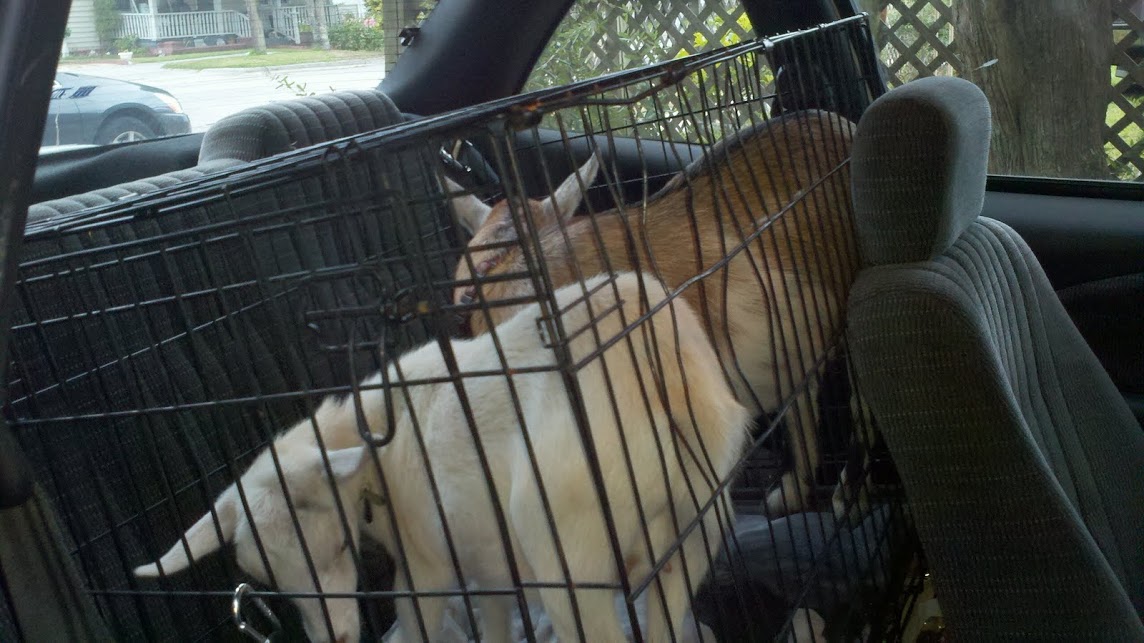 Goats in a car. 